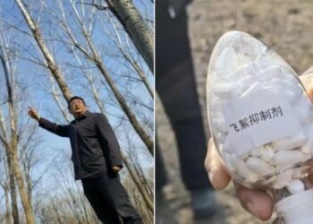 北京防飛絮新技術上路  納米抑制劑兩年仍有效