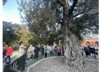 600年九龍柏仍在長高  北京天壇古樹展現旺盛生命力
