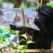 壽山動物園特製「藏食瓦楞紙書」 黑猩猩趣味讀報、看繪本