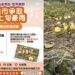 4月上旬豪雨致災 洋香瓜、西瓜及香瓜農損救助5/1起受理