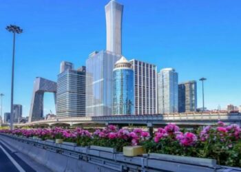 北京環路月季盛開　粉色花海綿延上千公里