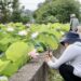 台南白河蓮花季開跑至7月