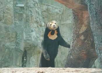 北京動物園添新成員  馬來熊「石榴」長舌絕活曝光