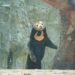 北京動物園添新成員  馬來熊「石榴」長舌絕活曝光