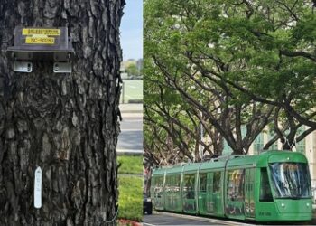 輕軌智慧交控再延伸 AI路樹監測防颱防災