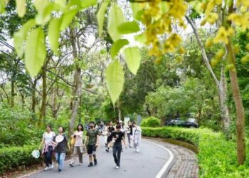 台南新化虎頭埤黃金花雨辦健走熱鬧登場