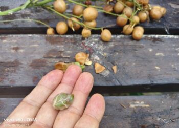 樹皮、葉子，果子，種子都有用的黃皮果  食用要注意中醫師建議
