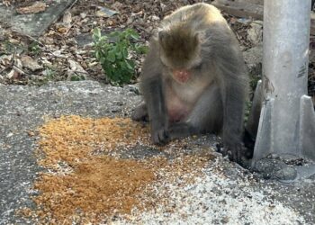 柴山獼猴不愛吃肉鬆的傳奇