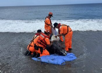 屏東旭海發現活體花紋海豚擱淺   MARN啟動救援機制持續處置中