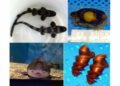 你看過鯊魚蛋嗎？屏東海生館公開罕見卵鞘 看見生命誕生起點