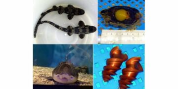 你看過鯊魚蛋嗎？屏東海生館公開罕見卵鞘 看見生命誕生起點