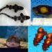 你看過鯊魚蛋嗎?屏東海生館公開罕見卵鞘 看見生命誕生起點