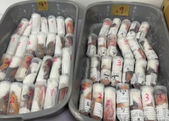 旅客行李夾藏304隻活體守宮闖關 高雄關依法移送最高恐判7年