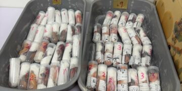 旅客行李夾藏304隻活體守宮闖關  高雄關依法移送最高恐判7年
