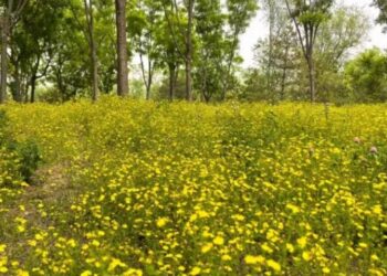 北京溫榆河公園保護原生植物 打造抱莖苦蕒菜花海景觀