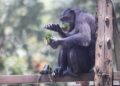 壽山動物園端午飄粽香  黑猩猩互送菜粽放閃