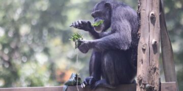壽山動物園端午飄粽香  黑猩猩互送菜粽放閃