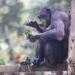 壽山動物園端午飄粽香 黑猩猩互送菜粽放閃