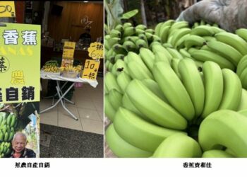 端午節前後 香蕉產地售價一日兩市