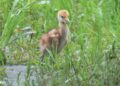 丹頂鶴寶寶快速成長中 北市動物園邀民眾把握歲修前探訪