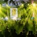 東高雄最Chill夏日盛會登場!野趣東高雄2.0旗山開唱 預購市集券現賺百元