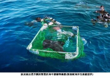 高科大參與國際復育行動 完成臺灣首例波口鱟頭鱝跨國標識放流