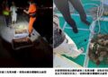 海保署攜手澎湖區漁會 成功查獲違法採捕馬糞海膽