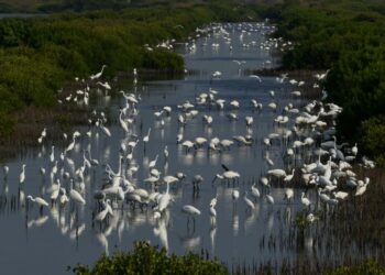 觀點評論：為什麼我們還要踐踏珍貴的濕地？