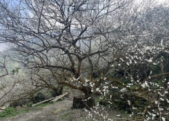 台南楠西梅嶺梅花大爆發