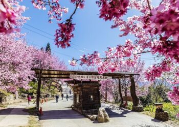 司馬庫斯櫻花季遊客總量管制         1月16日開放申請通行證