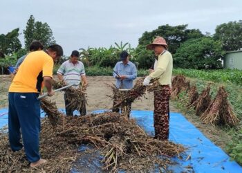 從農田到鍵盤  百歲「芝麻達人」柯金吉精神不滅