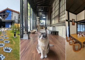 【台南新地標】貓咪與歷史的完美邂逅 這裡有貓有故事 更有無限舒適