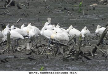 「國際大使」來新北作客 黑面琵鷺現蹤五股濕地