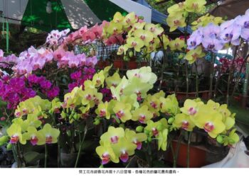 勞工花市迎春花卉展 隆登場囉