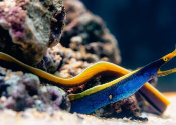 屏東海生館「我的鰻朋友」2025蛇年主題展登場   認識鰻類生物的奇妙生態世界