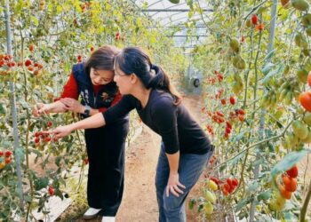 番路農業驕傲！番路奇女子江曉琪再創農業奇蹟，以創新與堅持摘下全國小番茄亞軍