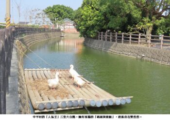義竹鄉中平村三隻「上流鵝」擁有專屬的「碼頭與遊艇」