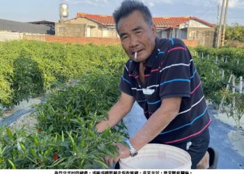 義竹中平村椒農也是會怕辣的喔！