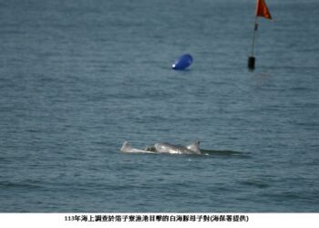 白海豚的秘密生活！海保署公布113年監測成果