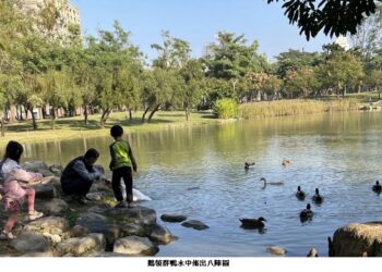 凹子底森林公園人工湖 禽鴨戲水新春好光景