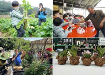 新北青農推食農體驗 新年走春體驗農遊