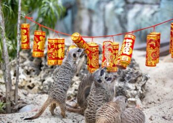 萬獸創意圍爐迎新春 壽山動物園加碼贈好禮