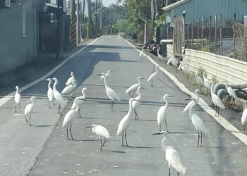 白鷺鷥擋路  屏東縣新埤鄉間道路特有