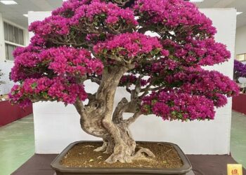 台南鹽水武廟蜂炮暖身辦花菓盆栽展