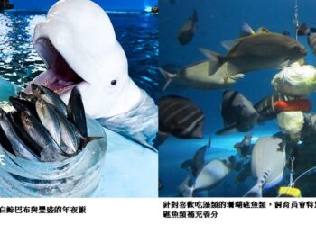 屏東海生館飼育員特別為館內海洋生物準備年夜飯  一起迎接金蛇年