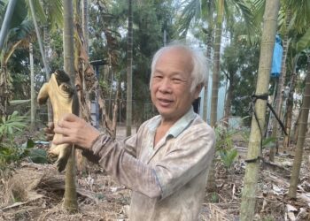 蕉園自然生態種植 發現甲魚棲息