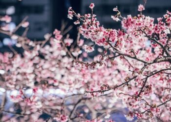 春節踏春 樂活夜櫻季寒櫻綻放迎新年