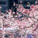 春節踏春 樂活夜櫻季寒櫻綻放迎新年