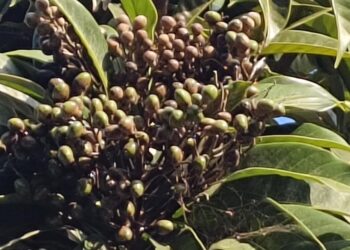 台東漆樹，屏東大學商學院內校園有一株