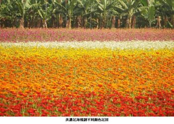 「2025美濃花海」   春節最夯走春景點！